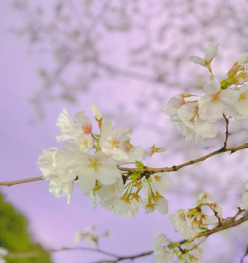 樱花花语——寓意多彩的“粉色风暴”（探究樱花的文化意义与象征意义）