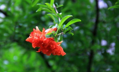 石榴花语的深刻含义（探寻石榴花所蕴含的吉祥与美好）