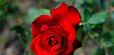 红色玫瑰代表的意义与寓意（表达爱情、赞扬美丽、渴望热情）