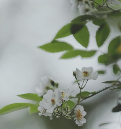 荼蘼花语（传承百年的花卉文化与荼蘼鲜花的象征意义）