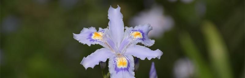 蝴蝶花的花语（探秘蝴蝶花的神秘花语与文化内涵）