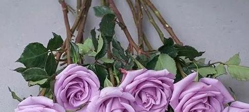 紫玫瑰的花语与寓意（了解紫玫瑰的多重含义）