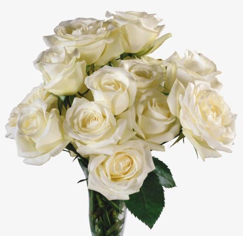白色玫瑰花的象征意义（探秘白色玫瑰花所代表的神秘含义）