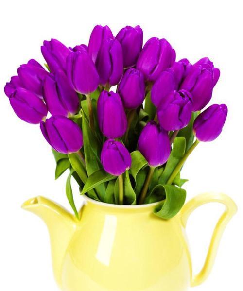 揭秘紫色康乃馨的花语与寓意（知识大解密，品味花海盛宴）