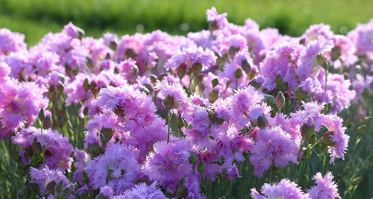 揭秘紫色康乃馨的花语与寓意（知识大解密，品味花海盛宴）