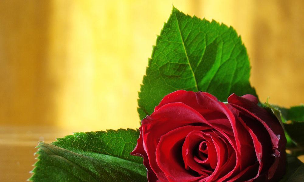 玫瑰花数量的象征意义（一个数字的背后，隐藏了怎样的情感故事？）