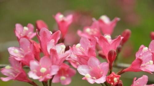 锦带花的花语及含义（探索不同场合下的花语意义）