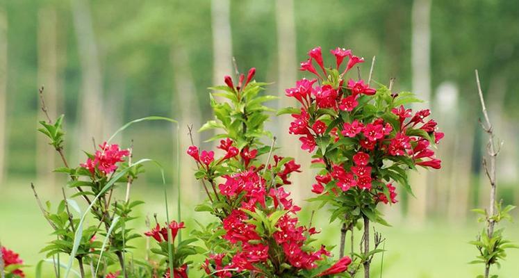 锦带花的花语及含义（探索不同场合下的花语意义）