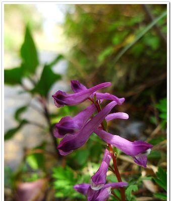 紫堇的传说与花语（蕴含故事和祝福的花朵，紫堇）