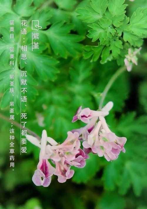 紫堇的传说与花语（蕴含故事和祝福的花朵，紫堇）