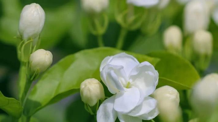 茉莉花的花语及其寓意（解读茉莉花的神秘语言，了解其所传递的信息）