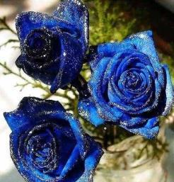 蓝玫瑰的花语和寓意（看懂蓝玫瑰，看懂心意）