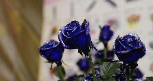 蓝玫瑰的花语和寓意（看懂蓝玫瑰，看懂心意）
