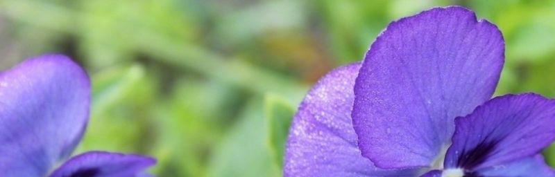 紫罗兰花语和象征意义（探究这朵花背后的寓意）
