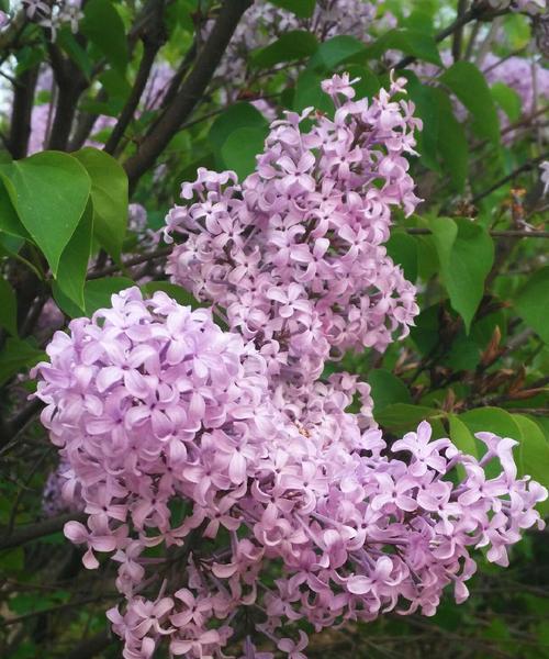 丁香花，传递着难以言喻的情感（芳香四溢的神秘花语，让我们深深感受到人类情感的博大与深沉）