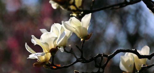 玉兰花传说与花语（秉承高洁之美，玉立花中的女神）