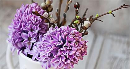 紫色风信子的花语与传说（神秘的紫色花卉背后的寓意和故事）