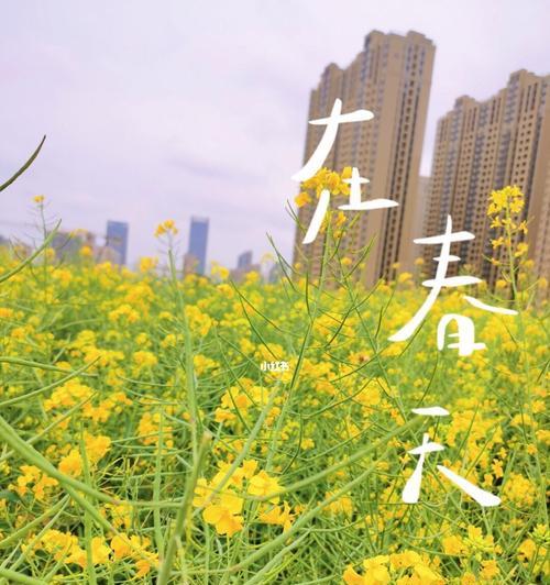 油菜花花语及其文化背景（春天的黄色海洋——油菜花文化）