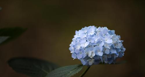 绣球的花语（了解绣球的象征意义与美妙魅力）