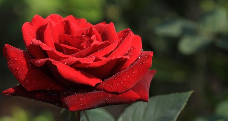 玫瑰花的意义（解读一支玫瑰花代表的意义）