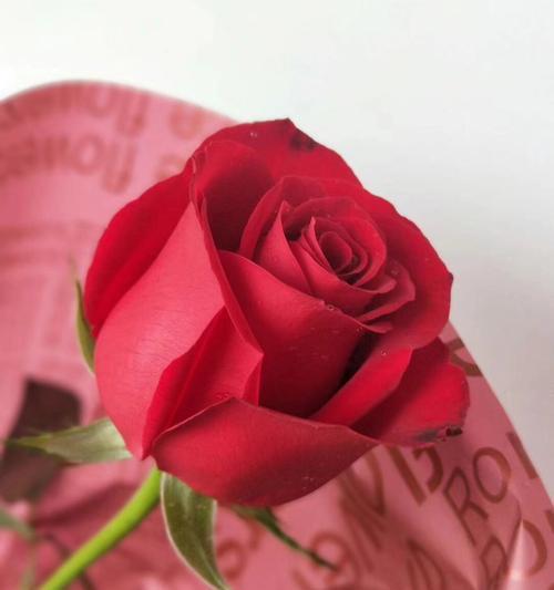 玫瑰花的意义（解读一支玫瑰花代表的意义）