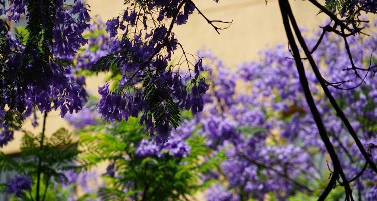 探寻蓝花楹的花语寓意（揭示蓝花楹花开的奥秘与神秘）