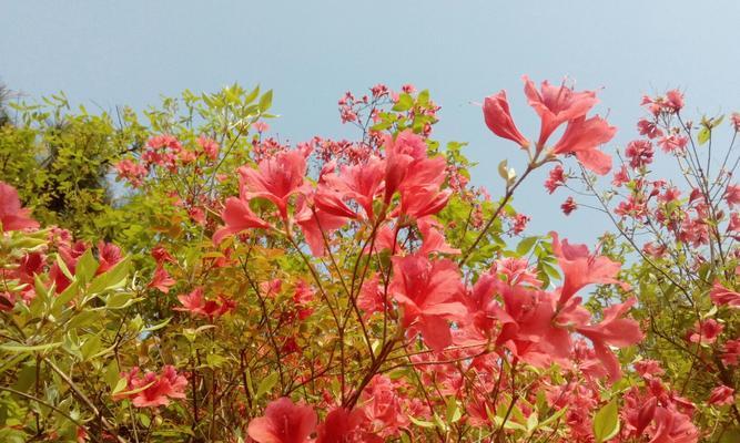 杜鹃花的花语与寓意（探寻杜鹃花的吉祥象征与文化内涵）