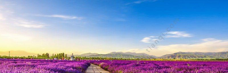 薰衣草的花语、传说与奇妙功效（探寻薰衣草的传说、神奇功效与花语含义）