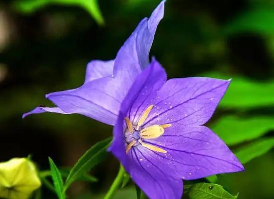 各色桔梗花的花语（探秘桔梗花的神秘语言，传递不同颜色花朵的意义）