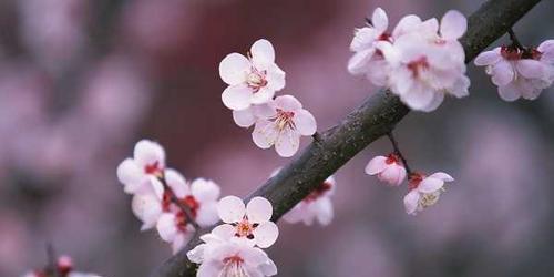 相思梅的花语与寓意（相思梅，寄托爱情的花语）