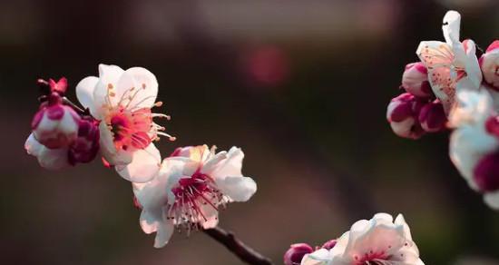 梅花的花语及其寓意（探究梅花的传统文化内涵与美学价值）