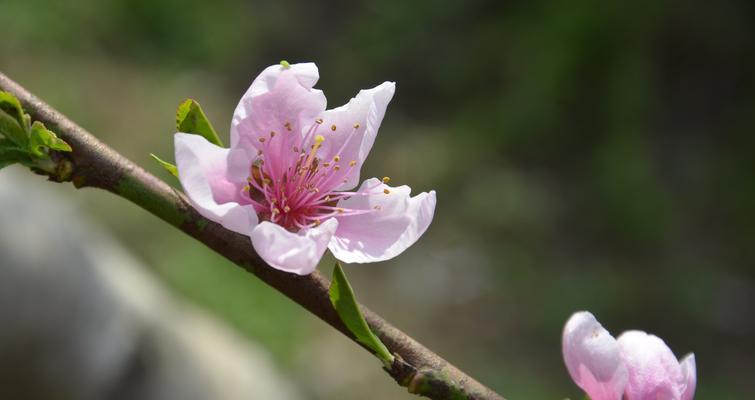 杏花别称及其寓意（探秘杏花的多重含义与文化内涵）