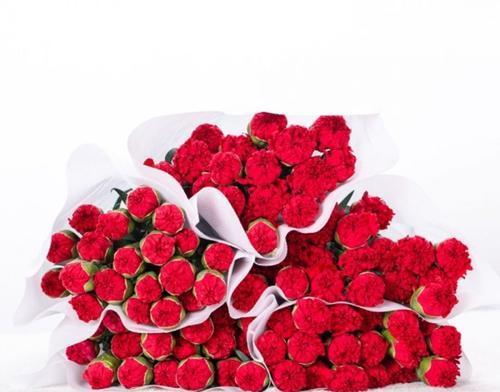 解读桃红色康乃馨的花语（传递爱情和感激，品味高雅和温柔的气质）