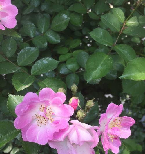 蔷薇花的花语与寓意（探寻蔷薇花的丰富象征意义）