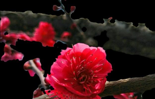 传递温暖与祝福——腊梅的花语和象征（适合送给哪些人？如何送出最好的祝福？）