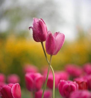 紫色郁金香——梦幻的花朵（探究紫色郁金香的花语与文化底蕴）