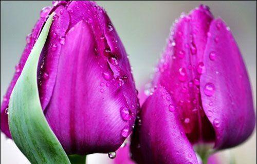 紫色郁金香——梦幻的花朵（探究紫色郁金香的花语与文化底蕴）