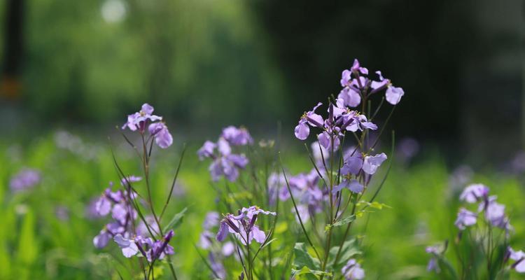 二月兰的花语——永恒爱情之花（花神“秀颖”赐予的神奇礼物）