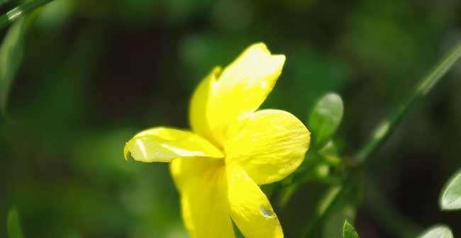 迎春花，寓意新春祈福（以“春”为的花语）