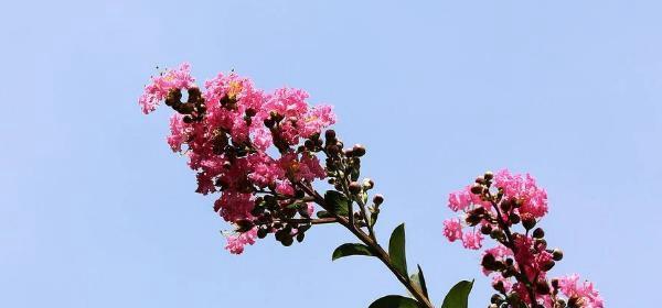 紫薇花的花语剖析（一朵花，千种意，紫薇花到底代表什么？）