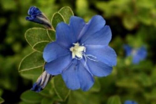 蓝星花的花语（探索这种美丽花朵的内涵和象征意义）