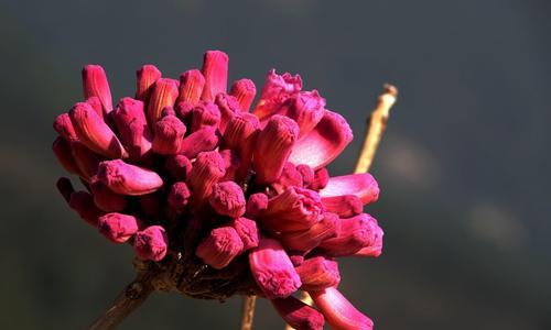 探寻紫花风铃木花语（意味深长的紫色之花，传递的是什么信息？）