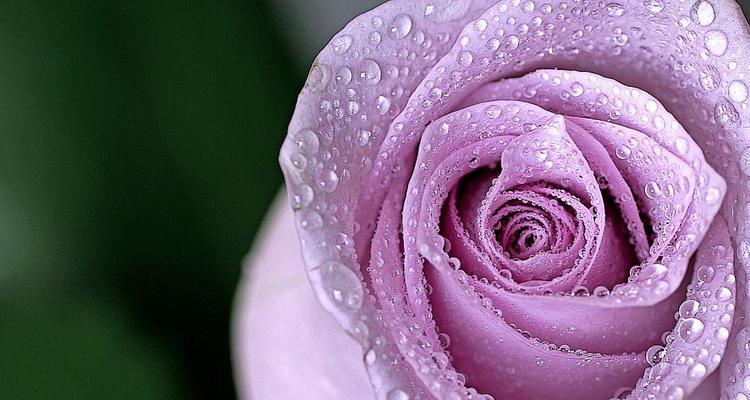 紫色玫瑰的意义（探寻紫色玫瑰的神秘色彩和象征意义）