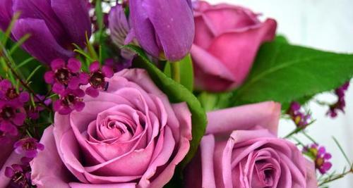 玫瑰花的语言——花朵数量的隐含含义（探究玫瑰花的不同数量所代表的情感）