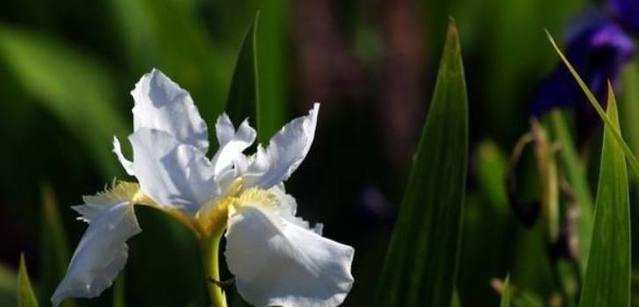 鸢尾花——优雅高贵的花朵（探秘鸢尾花的花语和文化底蕴）