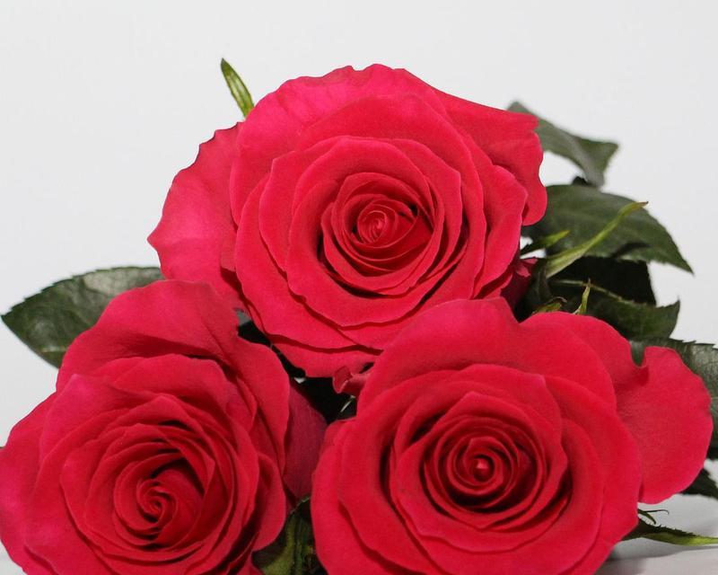 三朵红玫瑰所象征的含义（解读三朵红玫瑰的深层寓意）