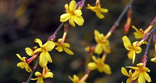 迎春花花语解析（揭开迎春花的8大寓意）