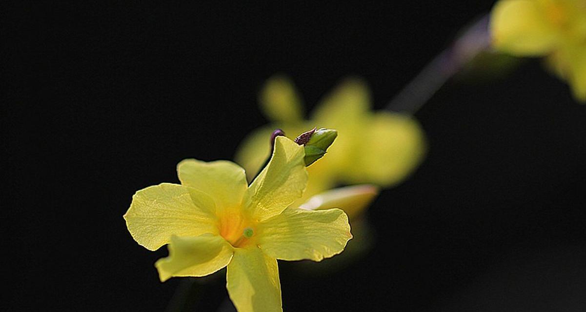 迎春花花语解析（揭开迎春花的8大寓意）