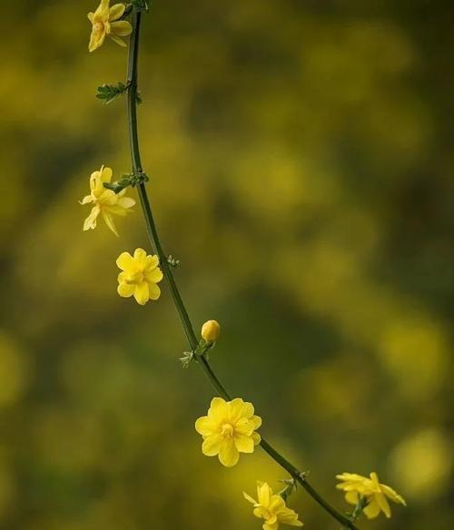 迎春花花语解析（揭开迎春花的8大寓意）