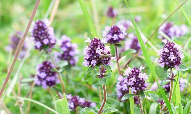 百里香花语与其寓意（探索百里香花语的深层含义——以“勇气”为）